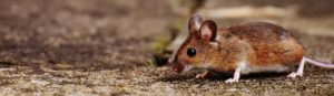 Maus läuft und riecht etwas, interessiert